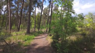 Huzurlu bir orman yolu, uzun ağaçların arasından süzülür ve parlak mavi gökyüzünün altında yemyeşil yemyeşil, huzurlu bir kaçış sunar.