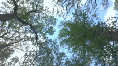 Ağaçların altından, güneşli bir günde açık mavi gökyüzüne bakan yeşil gölgeye bak..