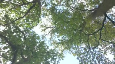Manzara sakin, ağaçların tepesine bakıyor yeşil yapraklar ve dalların arasından süzülen güneş ışığı.