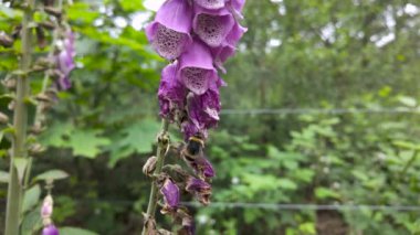 Canlı mor yüksükotu çiçeklerine yakın plan. Yeşil yapraklara karşı koyan bir yabanarısı nektar topluyor..
