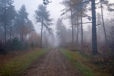 Bu görüntü, şafak vakti sisli ve sık bir ormanın içinden geçen bir orman patikasını yakalıyor. Sis, olay yerini örtüyor, ağaçları gizliyor ve ormanın detaylarını yumuşatıyor, gizemli ve karamsar bir hava yaratıyor.