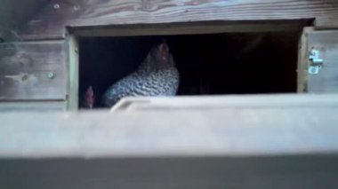 Elleri ahşap bir tavuk kümesinin kapısını açar ve içerideki benekli tavuğun yakın plan görüntüsünü ortaya çıkarır..