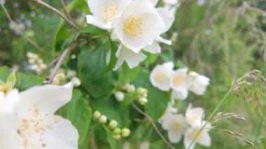 Beyaz yasemin çiçekleri, tamamen çiçek açmış, yumuşak bulanık bir arka plan ve yemyeşil yapraklarla