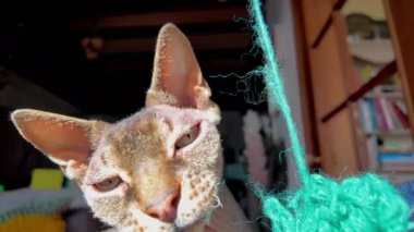 Bir Sphynx kedisi yeşil iplikle mutlu bir şekilde rahat bir ortamda oynuyor, meraklı ve canlı doğasını gösteriyor.