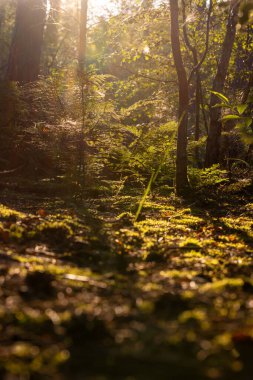 Güneş ışığı gölgeliklerden süzülerek eğrelti otları ve yosunlarla sakin bir ormanı aydınlatır ve sakin bir atmosfer yaratır.