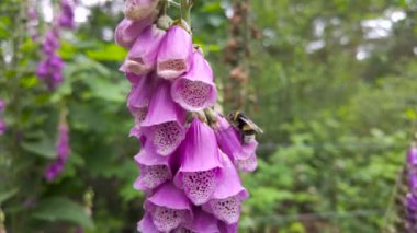 Bir arı, yemyeşil bir bahçede mor yüksük otu çiçeklerini tozlaştırarak ekosistemin güzelliğini ve ahengini yakalar.