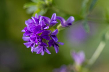 Bu, doğadaki doğal ortamında açan büyüleyici güzellikte mor bir kır çiçeğinin yakın plan görüntüsü.