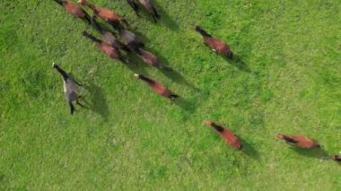 Bir hava manzarası, altındaki yemyeşil çimlerde huzur içinde otlayan güzel bir at sürüsünü yakalıyor.