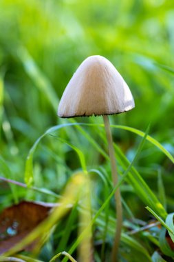 Çimenlerde küçük bir mantar yetişiyor, doğal manzaranın bir parçası. Agaricaceae ailesine ait. Genellikle toprak örtüsü olarak bilinen bir tür karasal bitki.