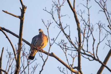 Sakin bir sahne, sabahın erken saatlerinde açık mavi bir gökyüzünün altında dinlenen yumuşak bir güvercini gösteriyor.
