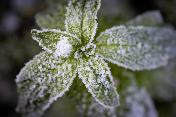 stock image A closeup view of lush green leaves, beautifully adorned with sparkling frost, highlighting winters enchanting beauty