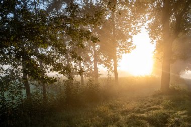 Sakin bir gün doğumu sisli bir ormanı nazikçe aydınlatıyor, doğanın güzelliğini yakalıyor.