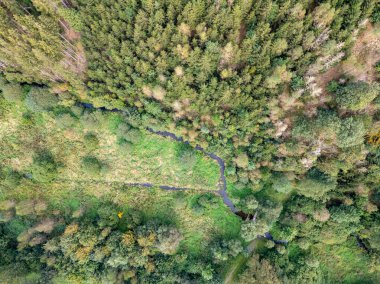 Sersemletici ve büyüleyici bir akarsu içeren canlı ve çeşitli orman manzarası.