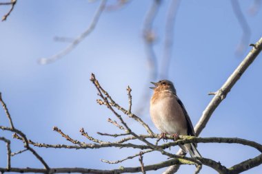 Canlı ve renkli bir kuş zarif bir şekilde öterken bir dalın üzerinde sersemletici mavi bir arka plana tünemiş.