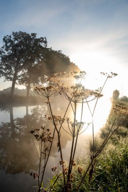 Siluetli bitkilerle dolu sisli bir nehrin üzerinde güzel bir gün doğumu derin bir huzur hissi yakalar.