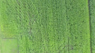 Yapılandırılmış sıra sıra dizilmiş canlı yeşil ekinleri güzel bir şekilde yakalayan nefes kesici bir hava perspektifi.