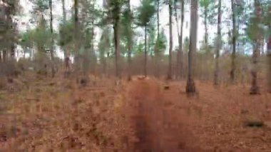 Huzurlu ve huzurlu bir orman yolu, yüksek çam ağaçları ve canlı sonbahar yapraklarıyla çevrili nazikçe sürüklenen