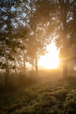 Nefes kesici bir gün doğumu sisli bir ormanın üzerine sıcak bir ışık saçar. Bu da gerçekten sakin ve ruhani bir atmosfer yaratır.