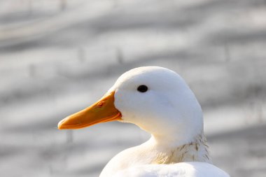 Huzurlu, huzurlu, beyaz bir ördek. Doğada parıldayan suya yakın turuncu bir gagayla zarifçe süzülüyor.
