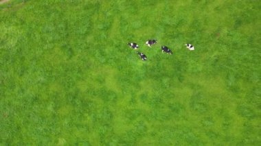 Bir sığır sürüsü yukarıdan manzaralı yeşil çimenlerde huzur içinde otluyor.