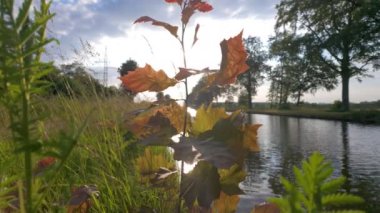 Huzurlu ve sakin bir nehir manzarası sonbahar yapraklarının canlı renklerini sergiliyor yemyeşil yapraklarla birlikte.