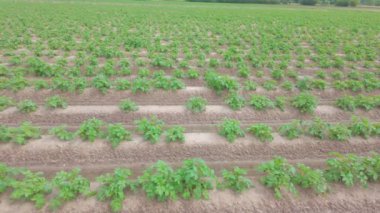 Nefes kesici bir hava manzarası canlı ve gelişen patates bitkilerinin düzenli bir tarım arazisinde sergilenmesi.