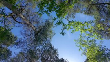 Berrak mavi gökyüzüne karşı canlı yeşil yaprakların oluşturduğu güzel bir gölgenin huzurlu ve huzurlu bir görüntüsü.