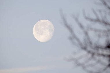 Muhteşem ve güzel bir dolunay parıldıyor, karanlık gökyüzünü aydınlatıyor, çorak kış ağaçları tarafından çerçevelenmiş.