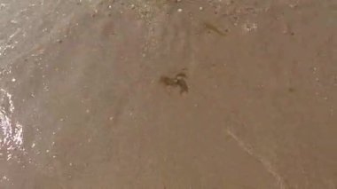 Huzurlu ve huzurlu bir sahil sahnesi yumuşak dalgaların altın kumlu kıyıya hafifçe vurduğu.