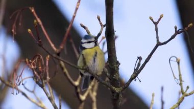 A vibrant Blue Tit bird is elegantly resting on tree branches, beautifully showcasing its colorful plumage in nature