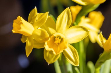 Canlı açan sarı nergisler güzel bahar mevsiminde zarif güzelliklerini gururla sergilerler.