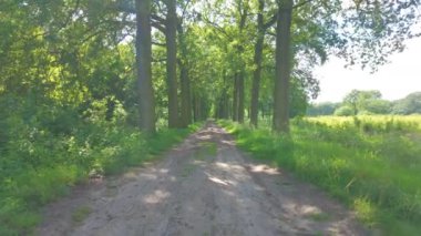 Canlı yeşillikler ve uzun ağaçlarla çevrili sakin bir toprak yol. Açık hava macerası ve keşfi için ideal.