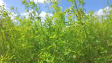 Bereketli yeşillik parlak bir gökyüzüne doğru uzanıyor, doğanın güzelliğini ve devam eden büyümesini gözler önüne seriyor.