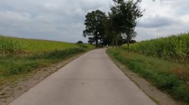 Güzel, sakin bir kırsal yol, verimli mısır tarlaları ve bulutlu bir gökyüzünün altındaki uzun ağaçlarla dolu.