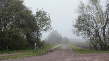 Görkemli ağaçlarla çevrili sisli bir yolun sakin bir sahnesi büyüleyici ve atmosferik bir his yaratıyor.