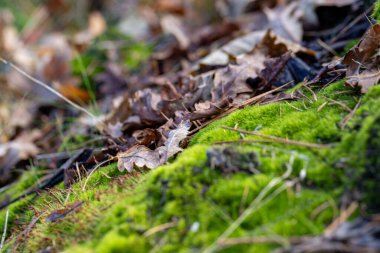 Huzurlu ve huzurlu yeşil yosun manzarası sakin bir orman manzarasında düşen yapraklarla süslenmiş.