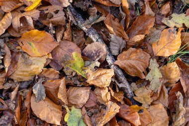 Göz kamaştırıcı ve güzel bir sonbahar yaprakları dizisi gür orman zeminini kaplayan çeşitli canlı renklerde.