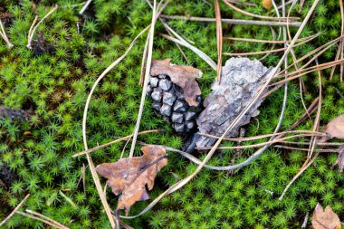Çam kozalakları ve renkli sonbahar yaprakları altında yemyeşil yosunların üzerinde dinleniyor.