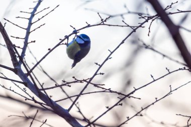 A blue tit perches on bare branches, capturing the serene essence of winters chill and tranquility