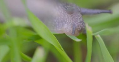 Küçük bir sümüklüböceğin doğal ışık altındaki yemyeşil otları incelikle incelemesinin kapsamlı ve ayrıntılı bir görüntüsü.