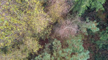 Ormandaki yemyeşil hava manzarası, canlı ağaçlar ve doğal güzellikler..