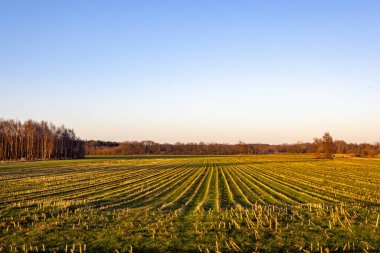 Büyüleyici bir günbatımında ufka doğru uzanan yemyeşil ekinlerle dolu uçsuz bucaksız bir tarla.