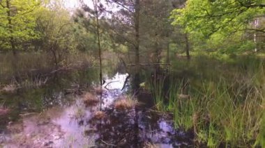 Ağaçların ve yemyeşil yaprakların durgun suya güzel bir şekilde yansıdığı huzurlu ve huzurlu bir bataklık sahnesi.