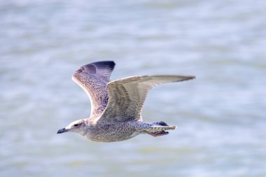 Görkemli bir martı zarif bir şekilde sakin suların üzerinde süzülüyor, doğal zarafetini güzelce sergiliyor.