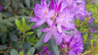 Bereketli ve davetkar bir bahçeye yerleştirilmiş canlı mor çiçeklerin nefes kesici bir yakın çekimi.