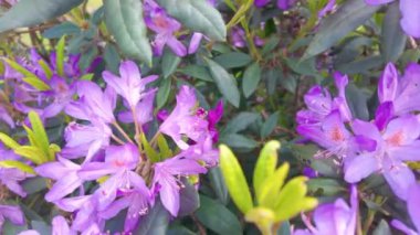 Rododendronun güzel mor çiçekleri canlı renklerini ve yemyeşil yapraklarını mükemmel bir şekilde sergiliyor.