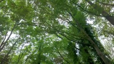 Canlı yeşil bir ağaç tepe örtüsünün huzurlu manzarası doğanın değerli güzelliğini ve huzurunu gözler önüne seriyor.