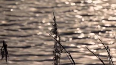 Yumuşak güneş ışığının altında hafif dalgalı su ve siluetli otların huzurlu ve sakin bir görüntüsü.