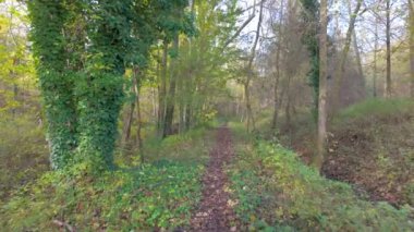 Canlı yeşillik ve sonbahar tonlarıyla dolu sakin ve sakin bir orman yolu. Tüm doğa severler için ideal.