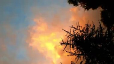 Göz kamaştırıcı ve huzurlu bir günbatımı canlı renkler ve gökyüzüne karşı zarif ağaç siluetleri sergiliyor.